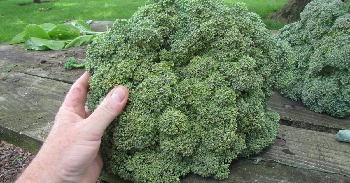 Cooking, Canning, Gardening: Freezing Broccoli